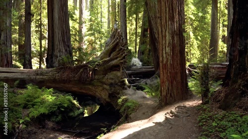 Walk through the redwoods on a sunny day
