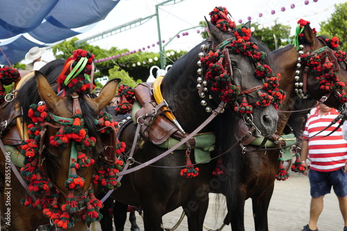 horse carriage concurso de enganches de carruajes de coches de caballos feria de malaga 2019 photo