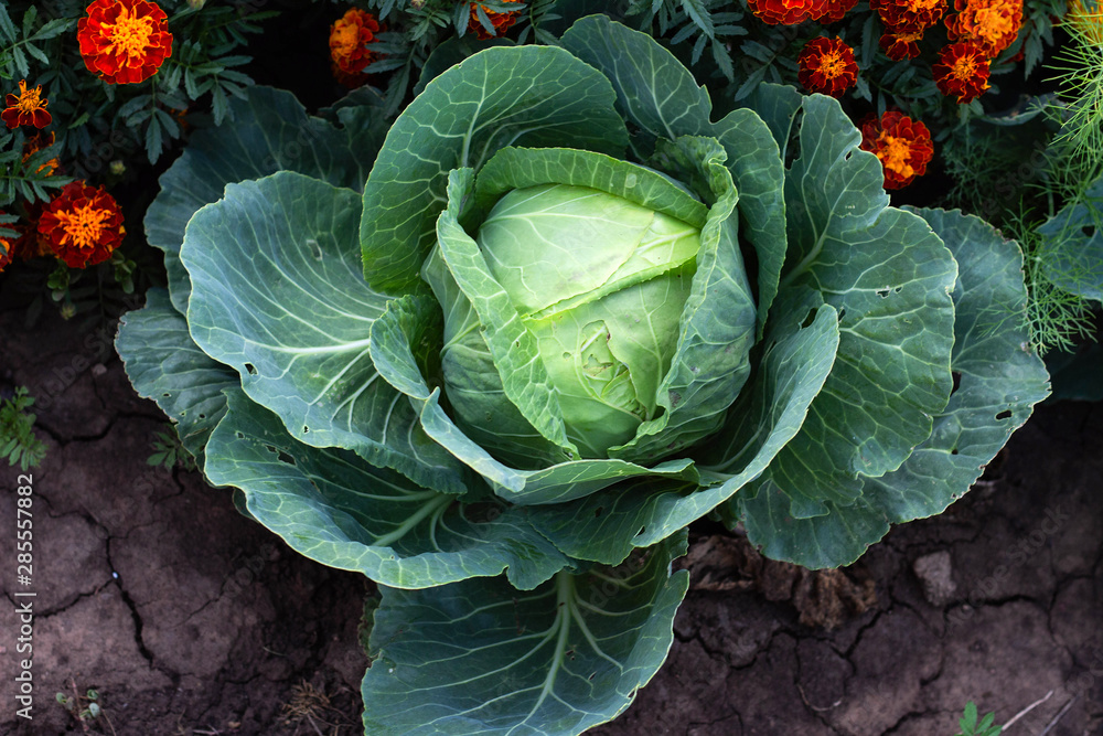Obraz premium cabbage in the garden