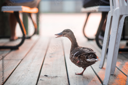 A female mallard duck hobbles around on one leg after her other leg was lost due to injury