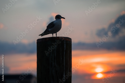 A seagull enjoys views of the sunset near the Chesapeake Bay Bridge on Kent Island, Maryland