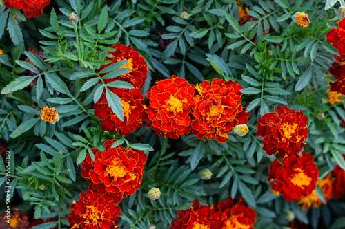 Close up of beautiful Marigold flowers
