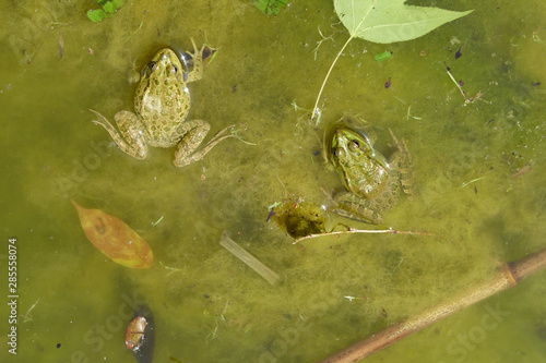 Frog in the water. An overgrown pond with a frog.
