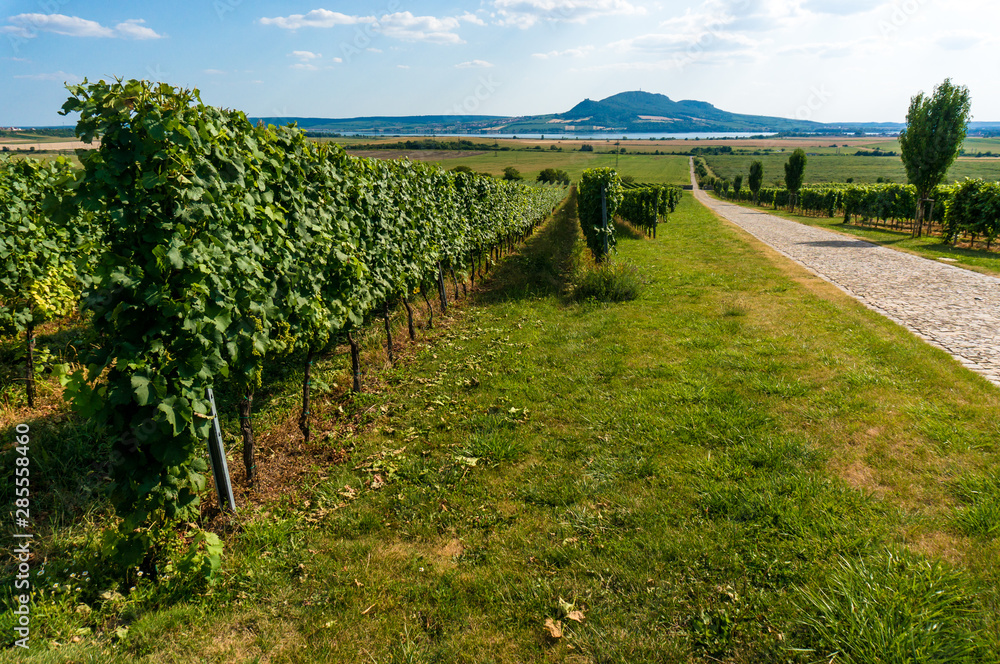 Obraz premium Palava hills view over wine yards. South Moravia, Czech republic