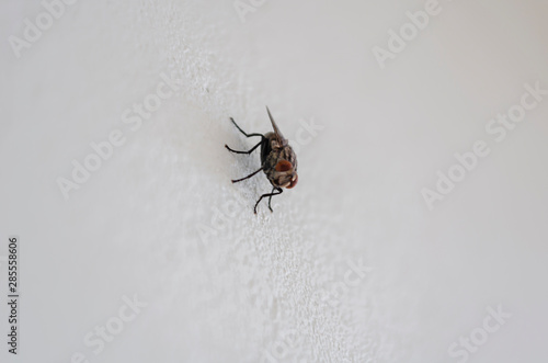 House Fly On White Surface