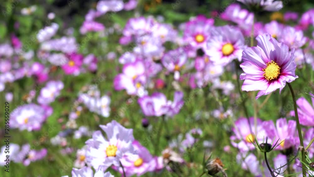 Blooming cosmos blowing in the wind Blooming cosmos blowing in the wind