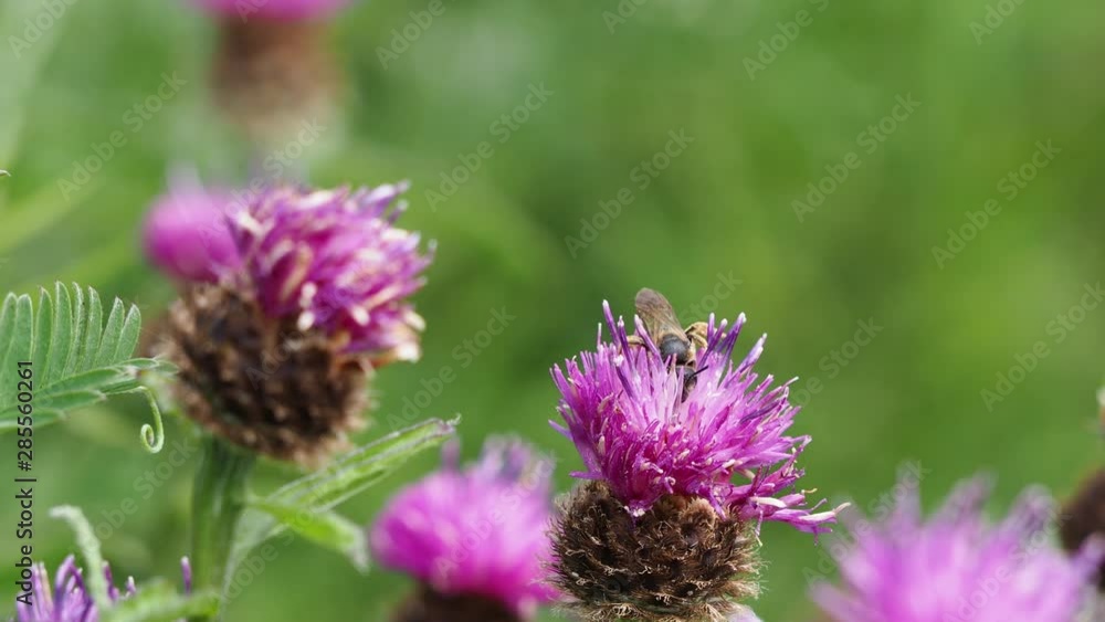 Bee feeding on nectar in a flower and covered with pollen. Bee feeding on nectar in a flower and covered with pollen.