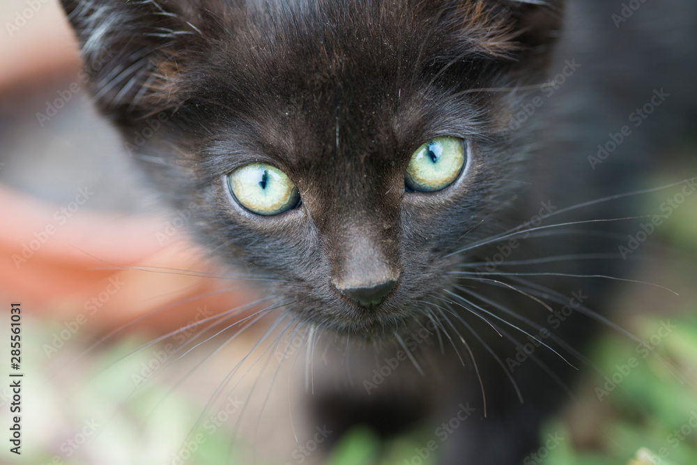 close-up of the pretty face of a black kitten