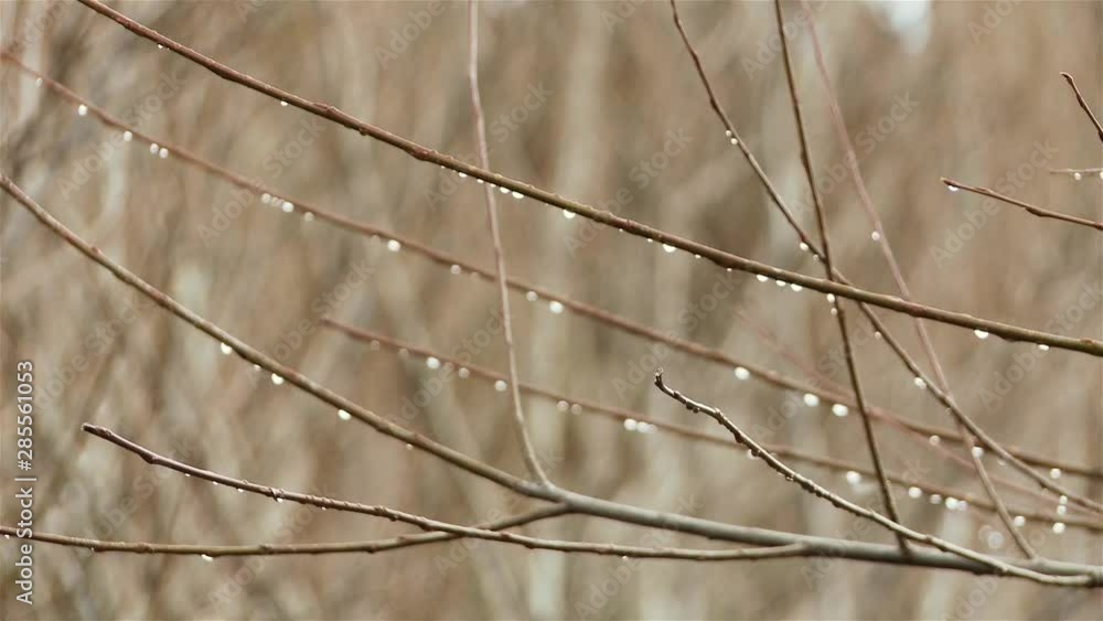 Dew Drops On Tree Branches Near A River In Patagonia. Dew Drops On Tree Branches Near A River In Patagonia.
