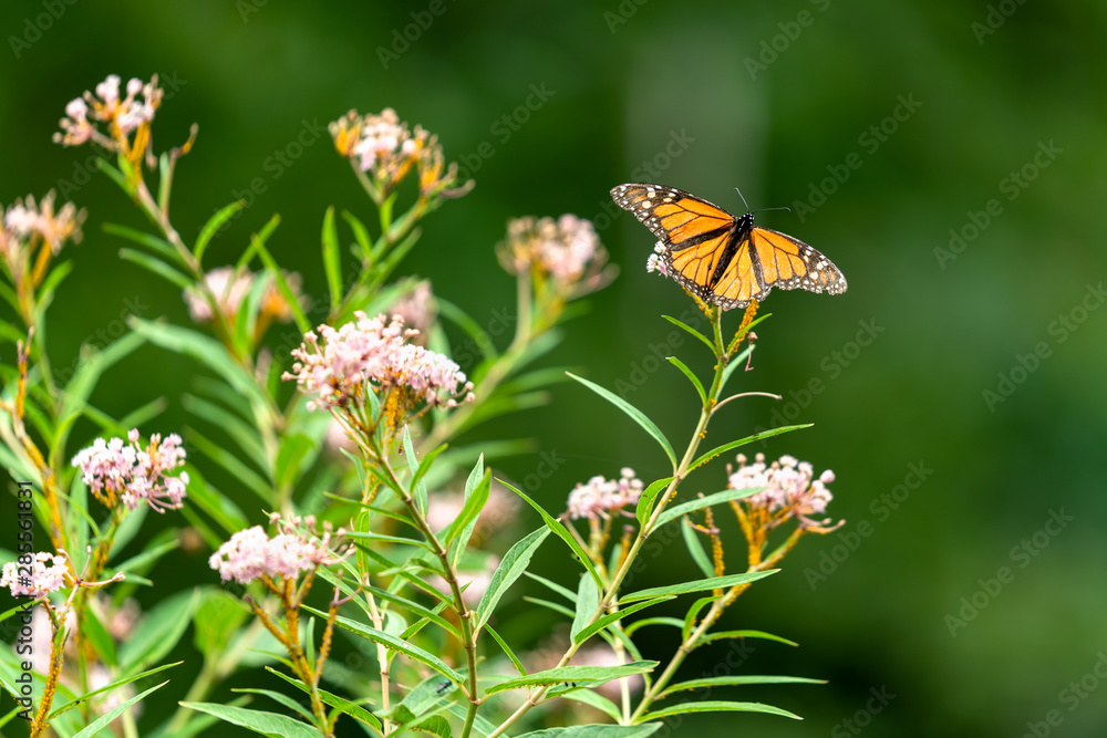 Monarch butterfly on milkweed plant feeding on milk weed flowers Monarch butterfly on milkweed plant feeding on milk weed flowers