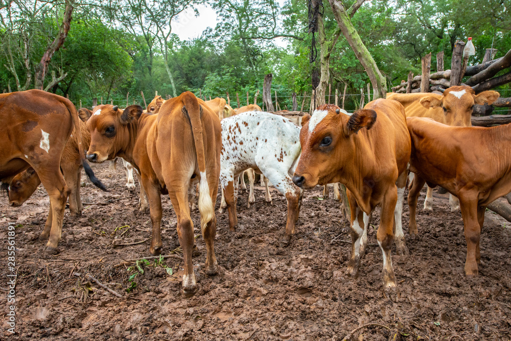Herd of cows walking through the countryside in Amazonia - Bolivia