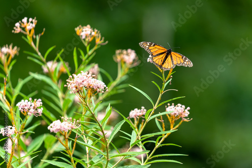 Monarch butterfly on milkweed plant feeding on milk weed flowers  photo