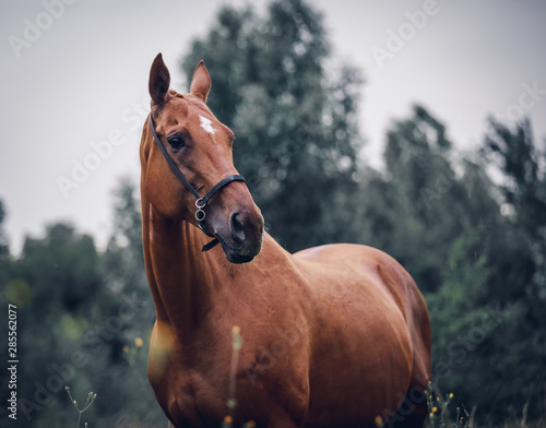 Beautiful red mare posing outdoors