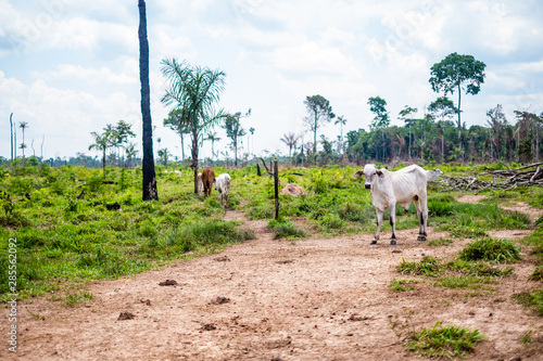 Herd of cows walking through the countryside in Riberalta - Bolivia photo