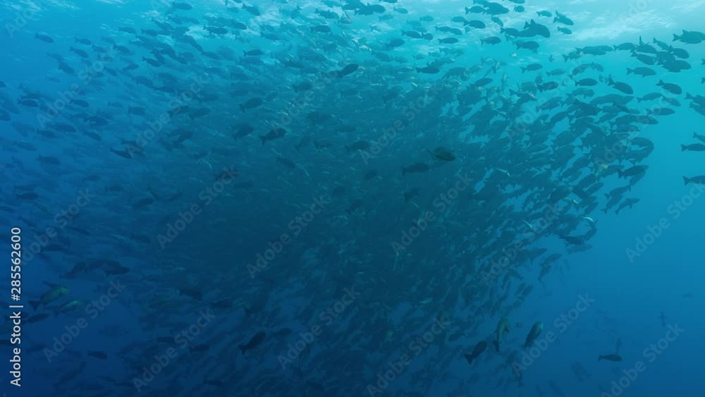 Huge school of fish at spawning aggregation in tropical waters of Palau Huge school of fish at spawning aggregation in tropical waters of Palau