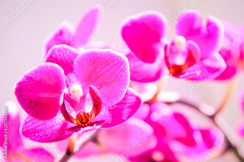 pink orchid flowers, fuchsia, 