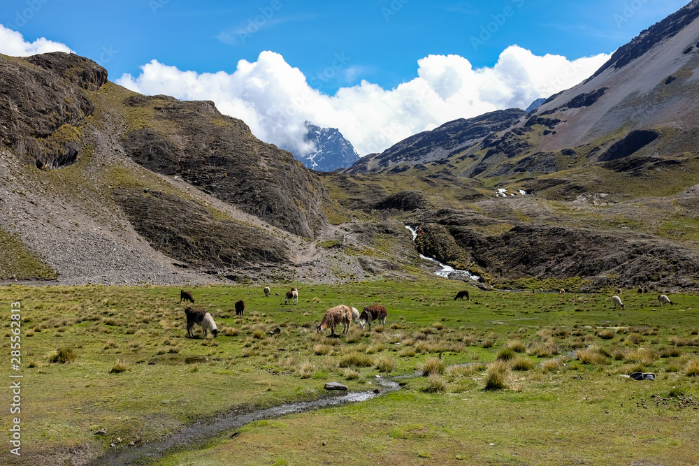 Lama Herd by a Small River and Mountain