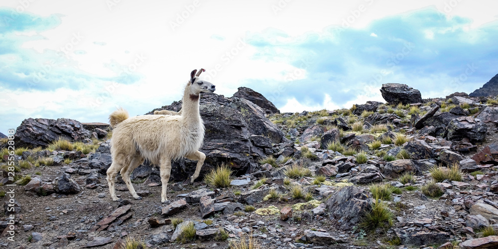 A White Lama Walking by the Mountains Freely