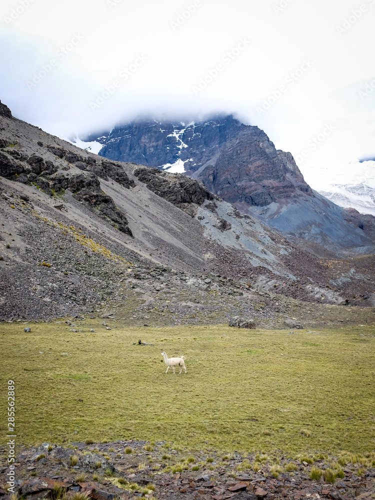 A White Lama Walking by the Mountains Freely