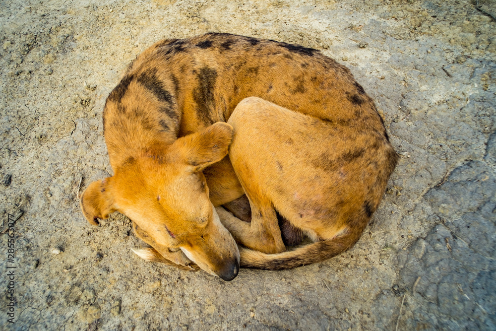 Dog Sleeping Rolled up in the Ground