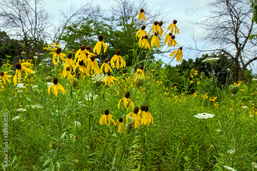 Native Yellow Coneflowers on the prairie at Raven Glen Forest Preserve in Lake County, Illinois photo