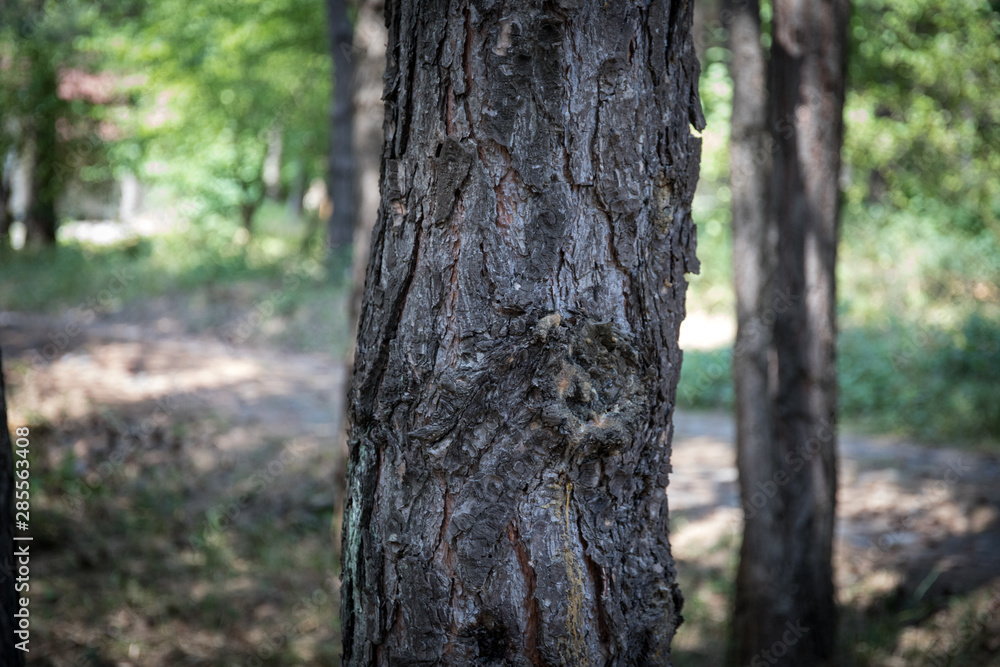 Bark of Pine Tree close up. Beautiful pine forest at summer time.