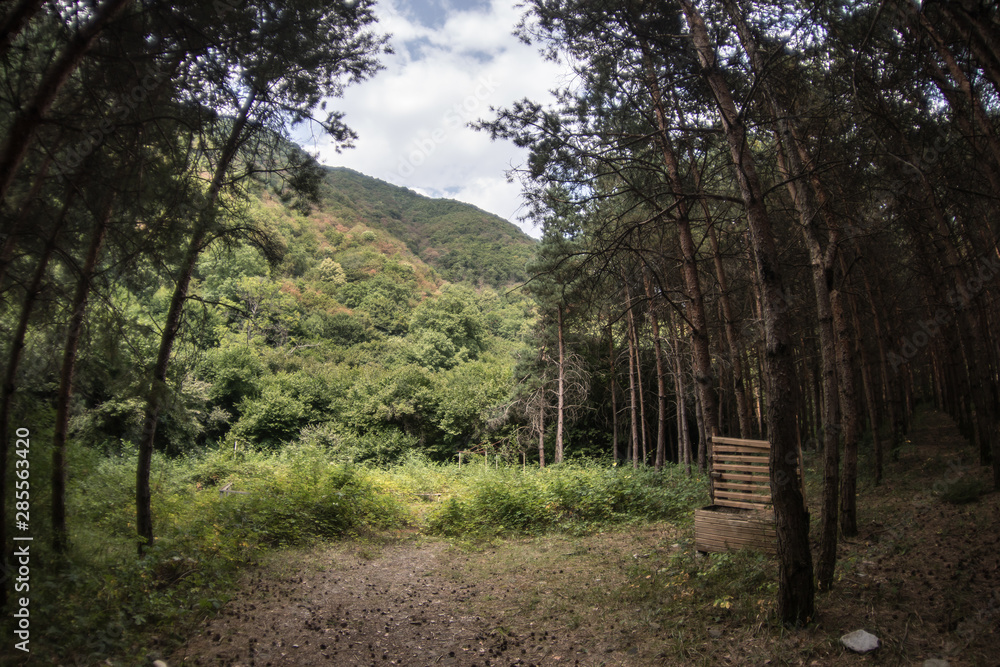 Forest landscape.Beautiful forest nature. Tall old pine trees. Summer sunny day.
