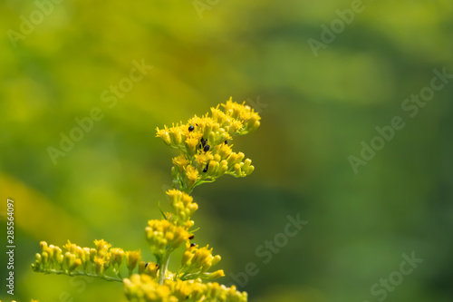 Goldenrod Flowers in Bloom in Summer