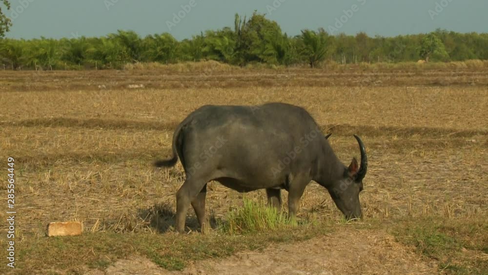 Handheld, medium close up shot of an Asian water buffalo grazing in a field. Handheld, medium close up shot of an Asian water buffalo grazing in a field.
