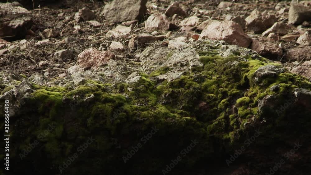 Mossy Rocks In The Forest. 