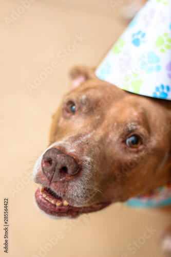 Birthday Boy Pit Bull Dog  photo