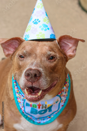 Birthday Boy Pit Bull Dog  photo