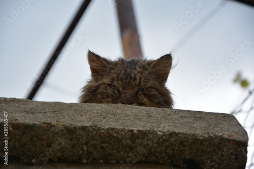 cat on wall