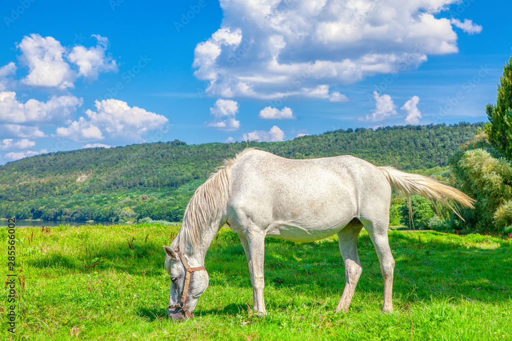 beautiful white mare grazing fresh grass beautiful white mare grazing fresh grass