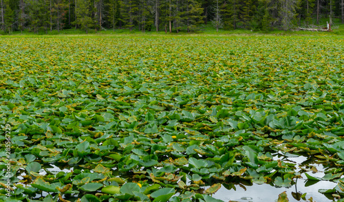 Lily Pads Cover the Surface of Swan Pond photo