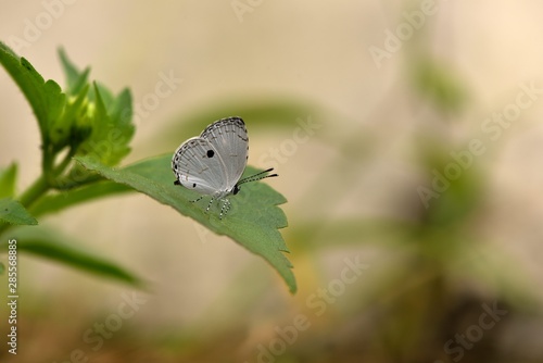 Butterfly ((Neopithecops zalmora) black spot gray butterfly.  photo