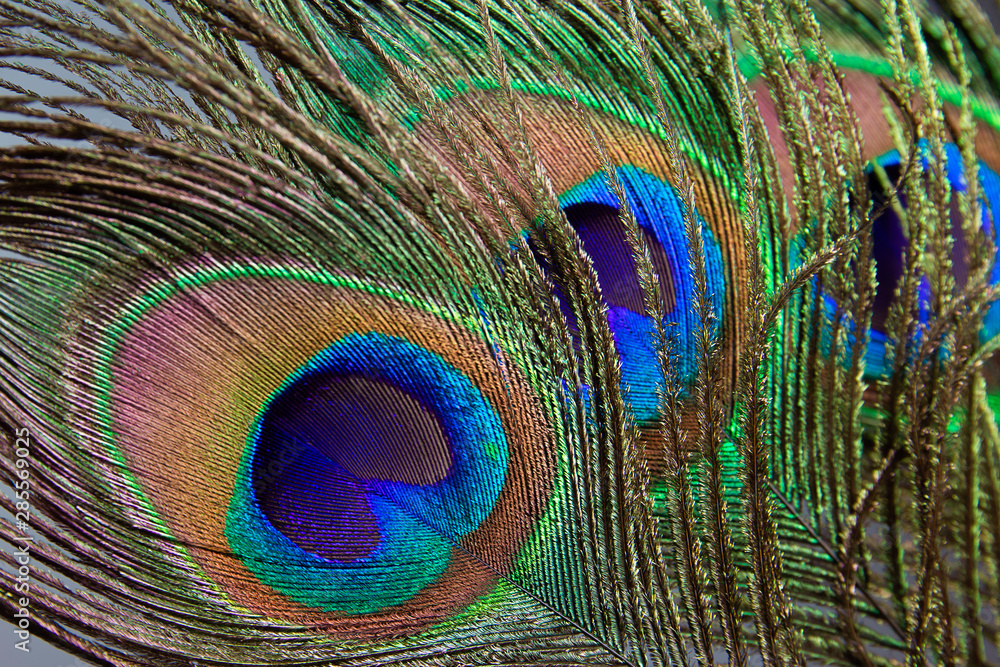 Obraz premium beautiful peacock feather background
