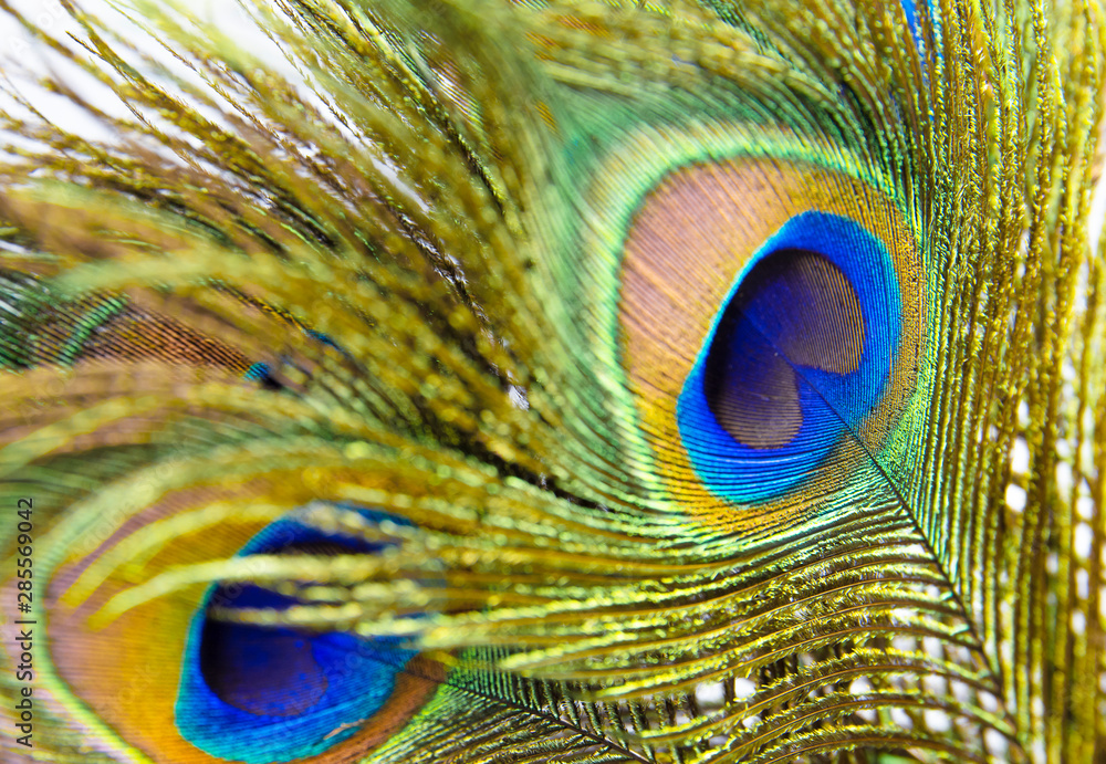 Fototapeta premium peacock feather