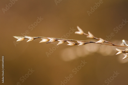 switchgrass seeds and stem closeup