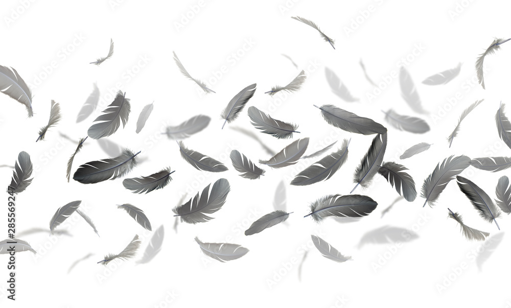 Fototapeta premium abstract, group of black feathers floating in the air, on white background