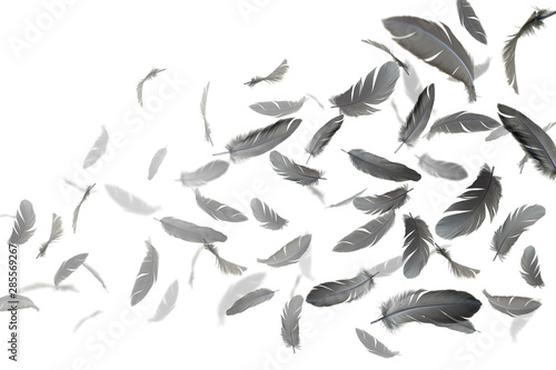 abstract, group of black feathers floating in the air, on white background
