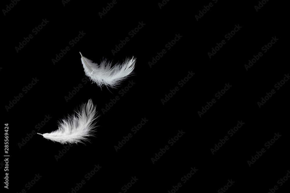 abstract, solf of white feather floating in the air, black background with copy space. abstract, solf of white feather floating in the air, black background with copy space.
