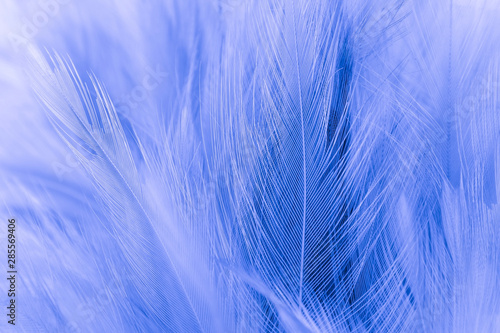 closeup blue feather texture background