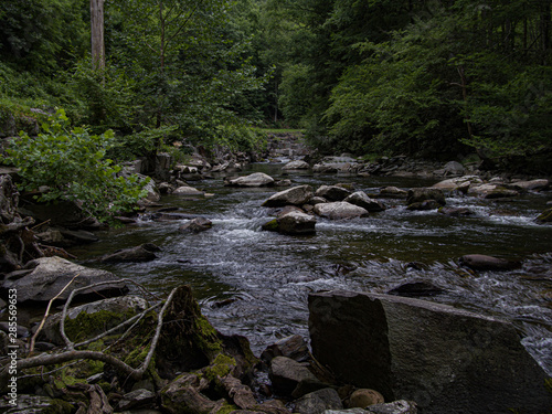 stream in the forest