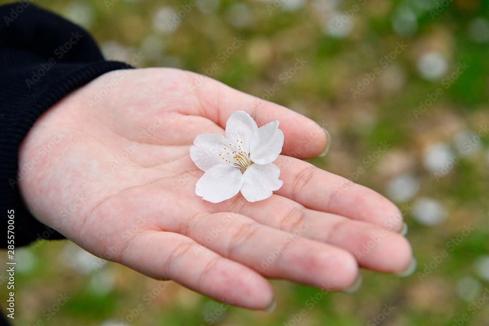 Beautiful cherry blossoms in hand. Beautiful cherry blossoms in hand.