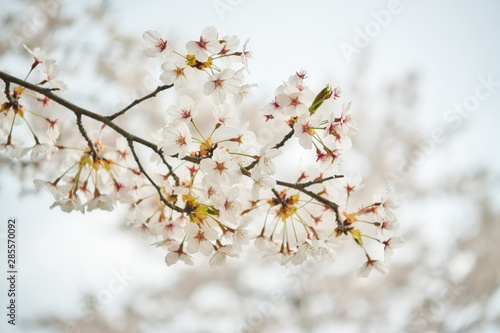 Cherry blossoms in full bloom, Sakura, flowers of Japan.