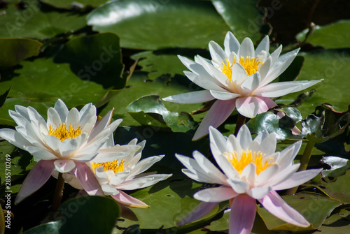White water lilies. Harmony and relaxation. Religion. Zen