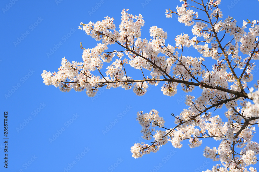cherry blossom in spring cherry blossom in spring