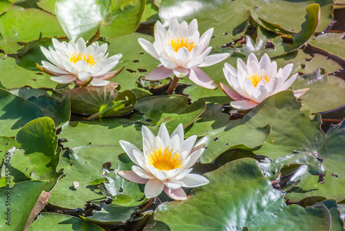 White water lilies. Harmony and relaxation. Religion. Zen