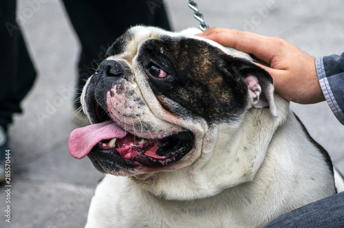portrait of young and happy bulldog showing the tongue on the street